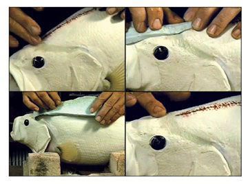 Attaching a reproduction fish head